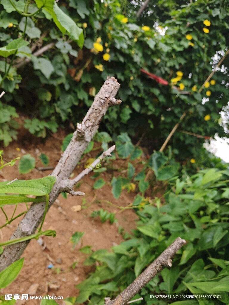果園中帶果的樹枝