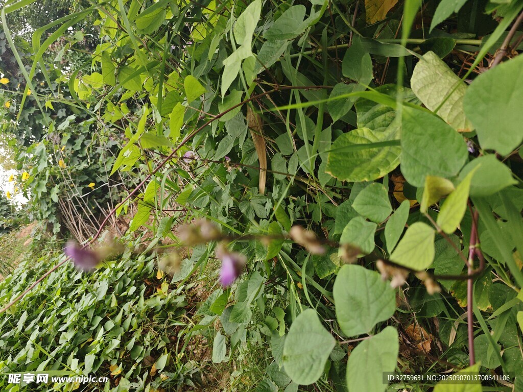 繁茂綠植中的紫色小花