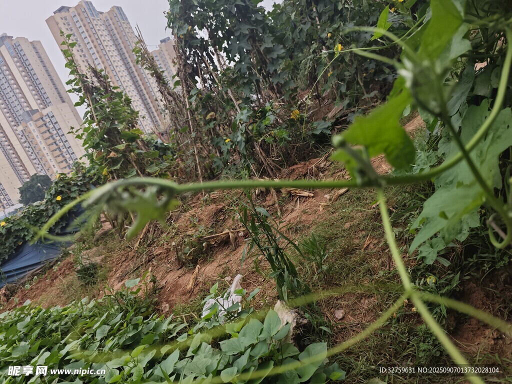 城市中傾斜生長(zhǎng)的綠植