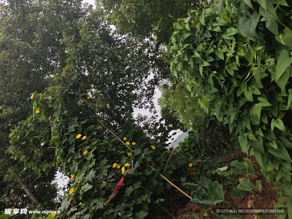 繁茂綠植景觀