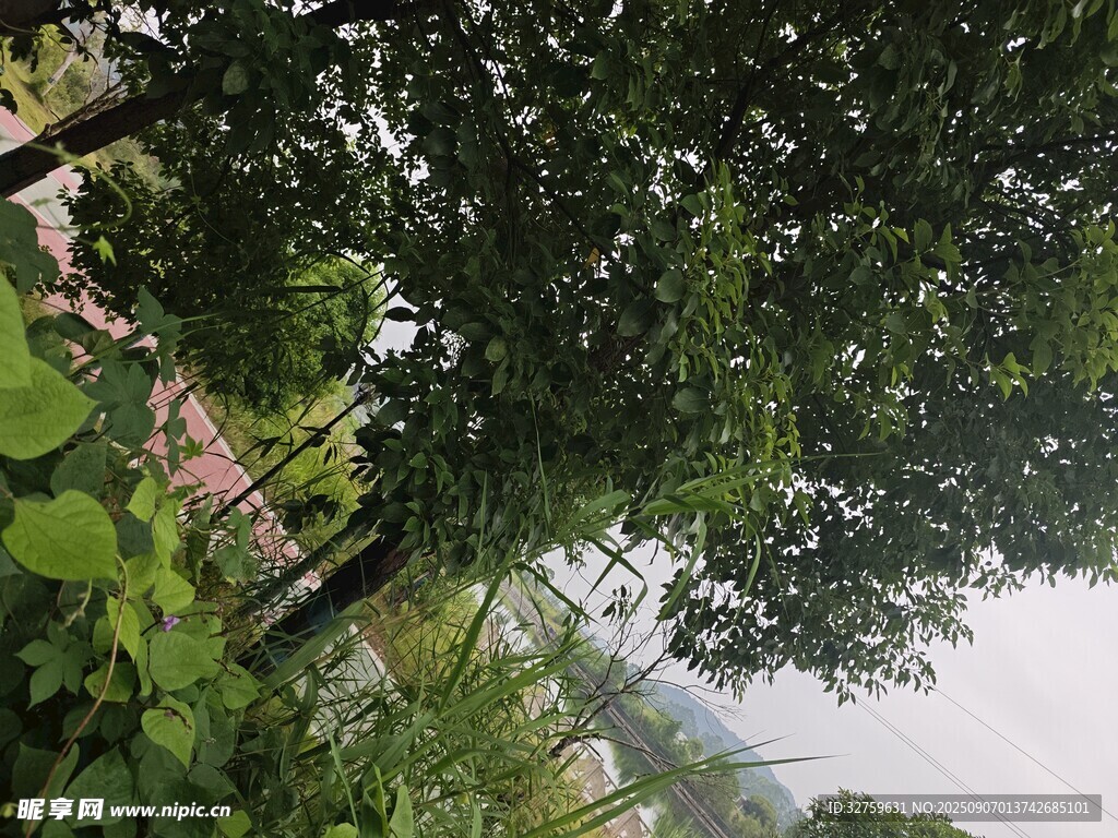 林間綠意盎然的自然景象