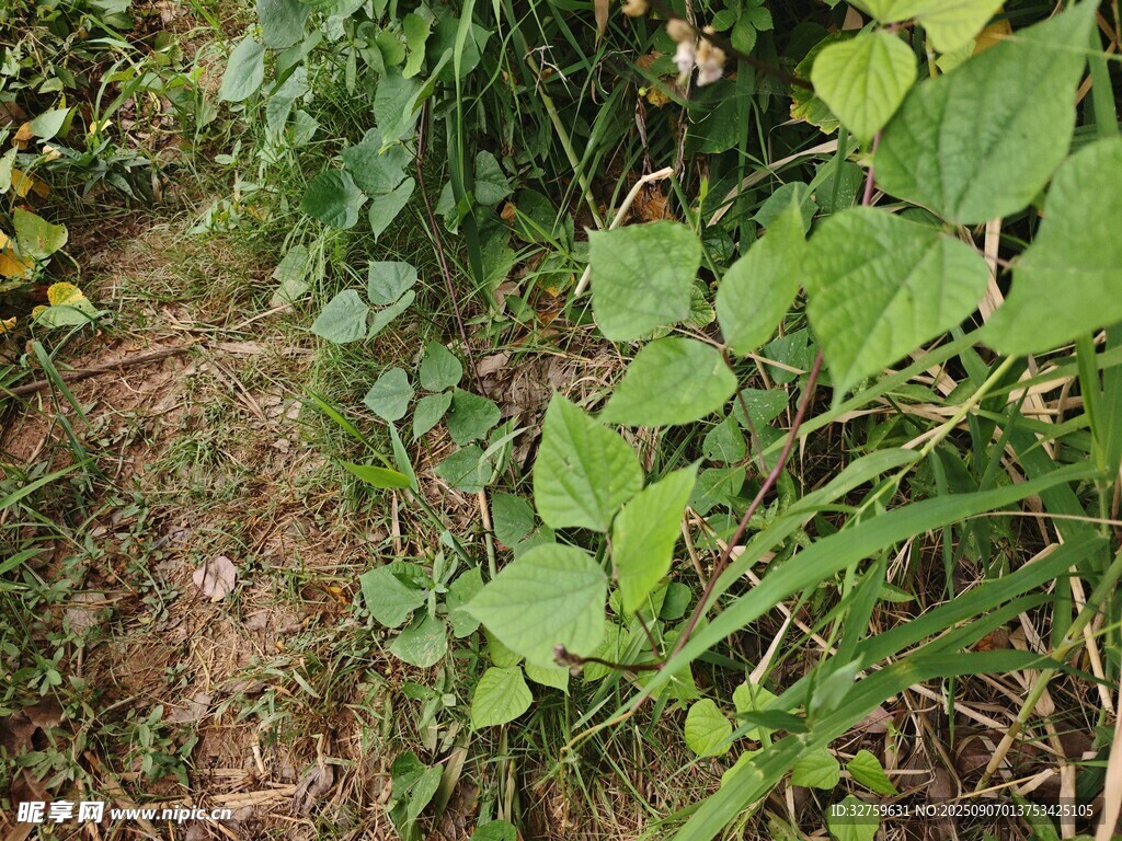 野外生長的綠色植物