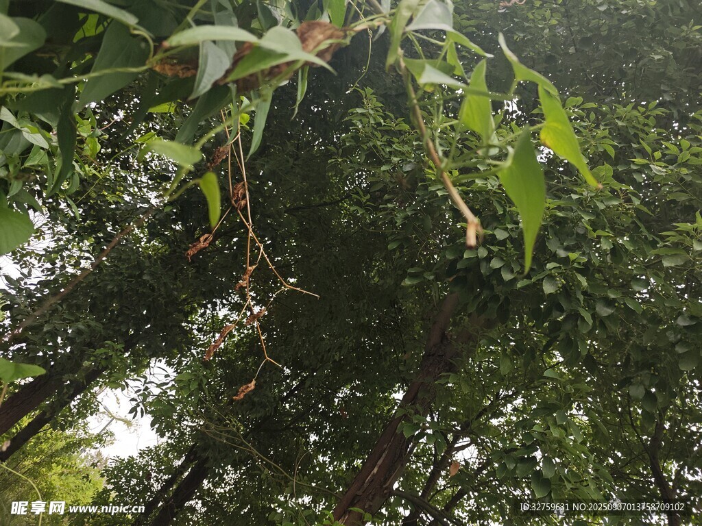 茂密樹林中的繁茂枝葉
