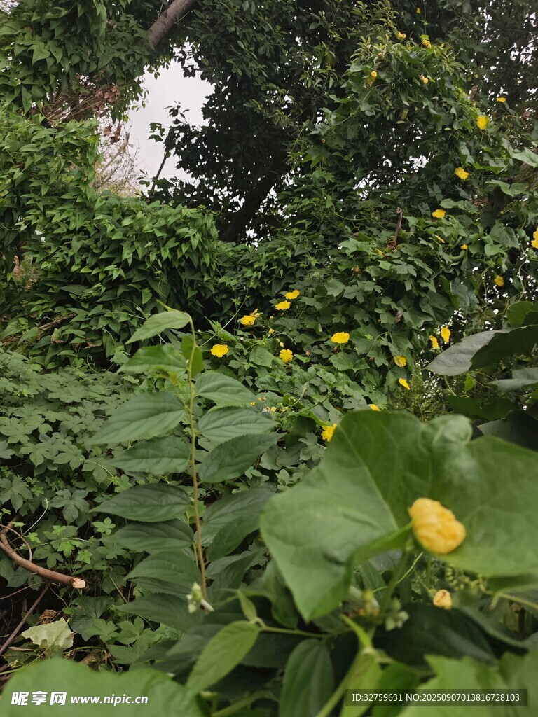綠葉叢中黃色小花綻放