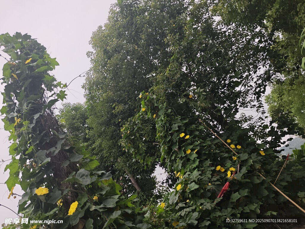 綠葉間的多彩辣椒
