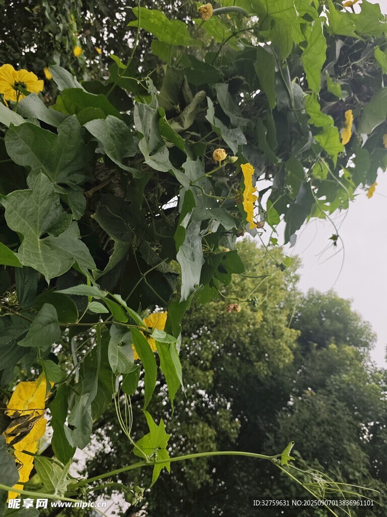 藤蔓黃花綠葉繁茂景象