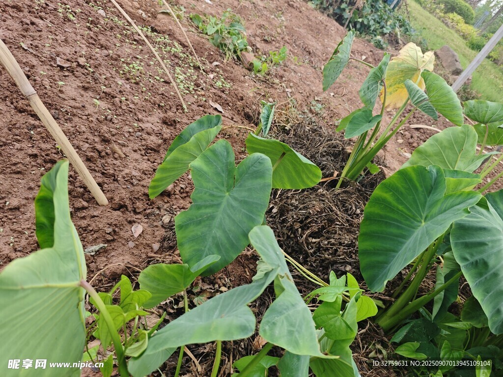 田園蔬菜種植景象