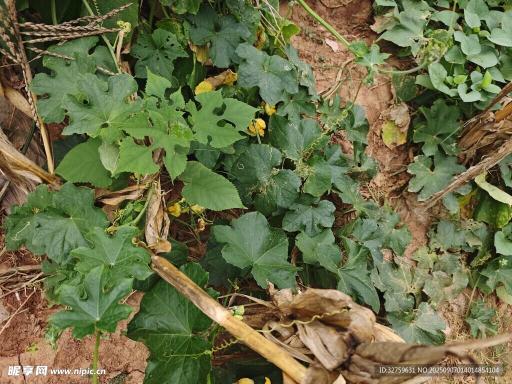 田間生長的綠色植物