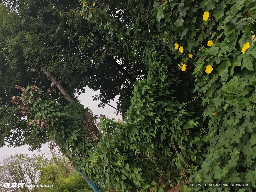 綠葉黃花間的自然景致