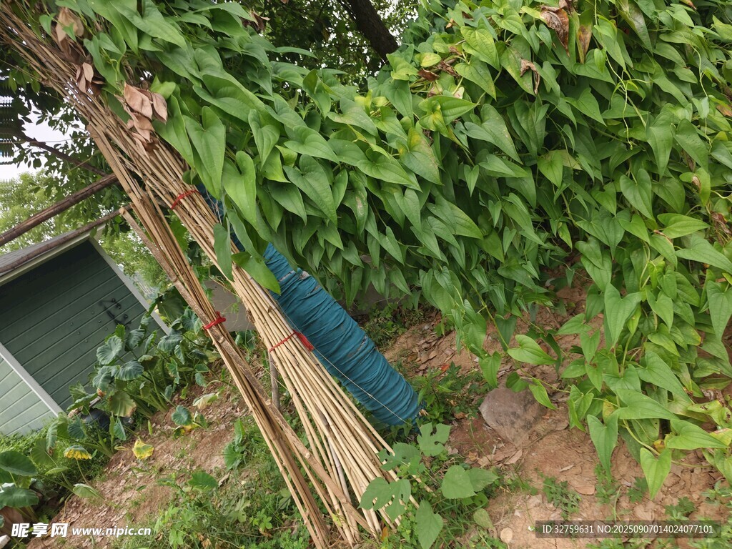 藤蔓纏繞的戶外場(chǎng)景