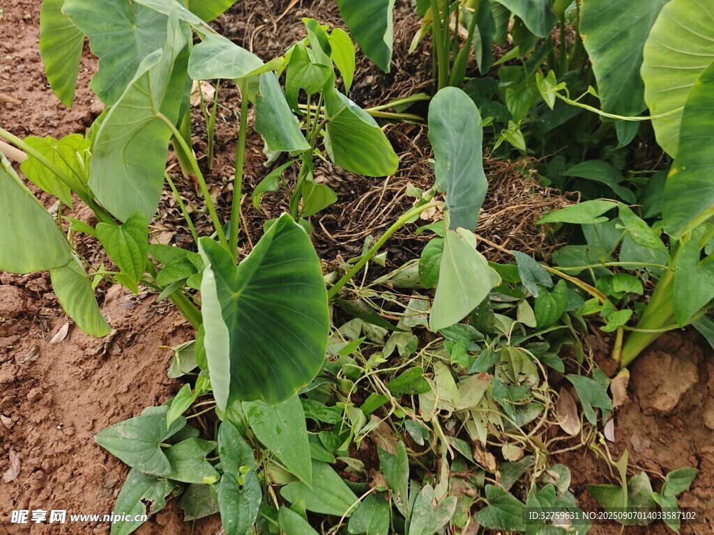 農(nóng)田中的綠色植物