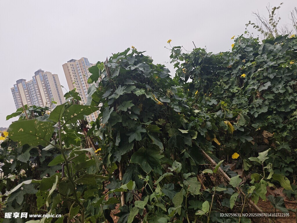 繁茂綠植與遠處高樓景觀