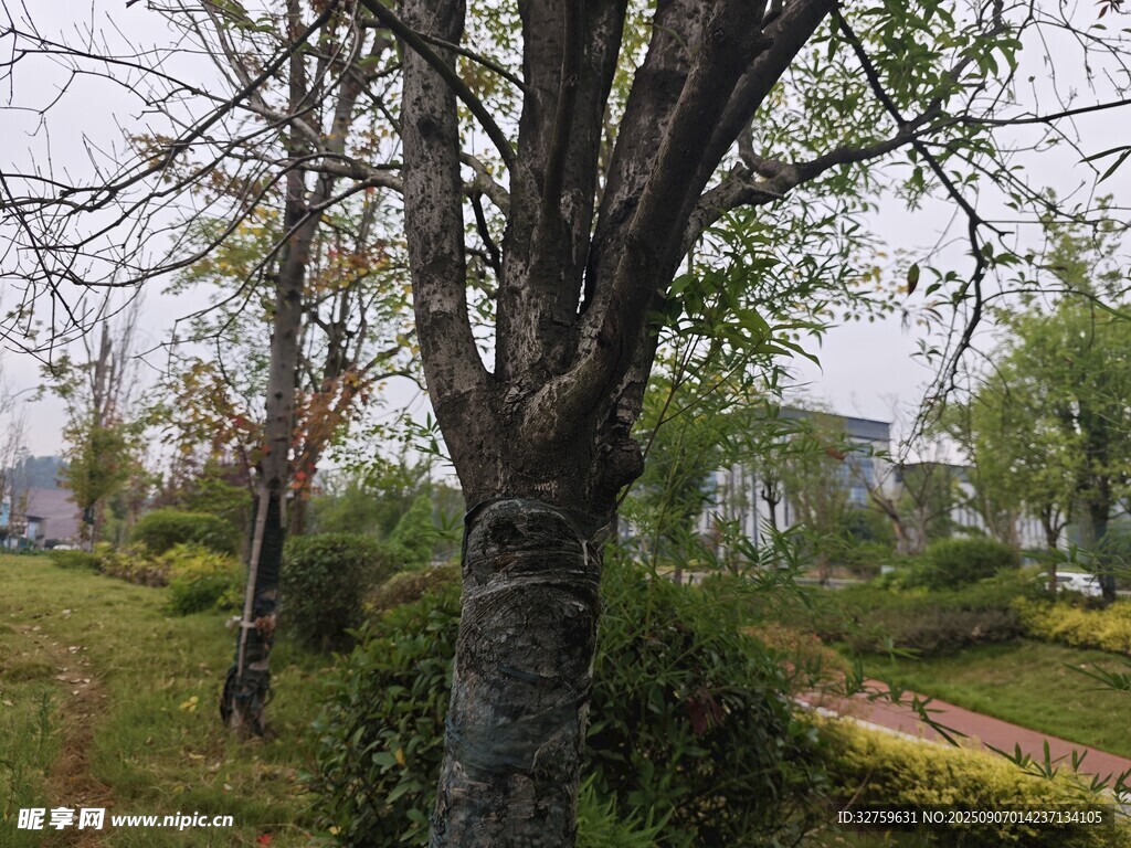 春日公園樹木景觀