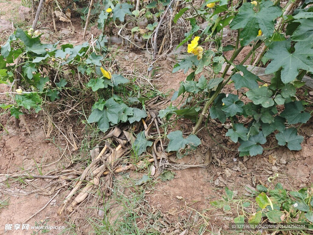 田間生長的黃色花朵植物