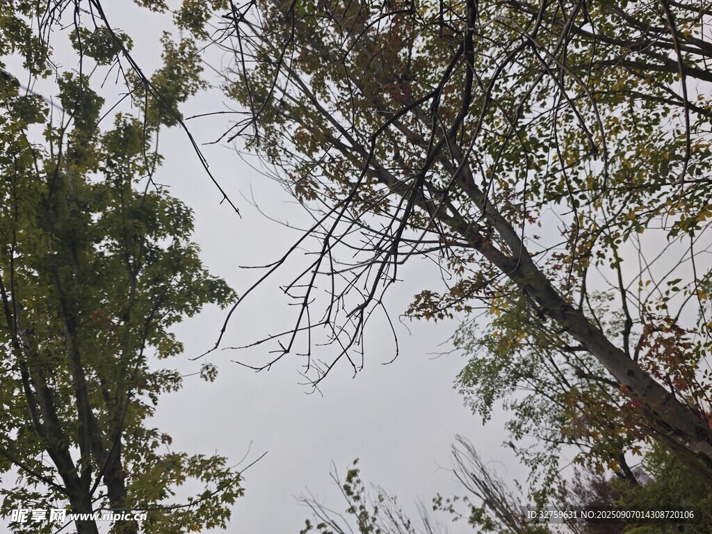 仰視下的樹木枝干景象