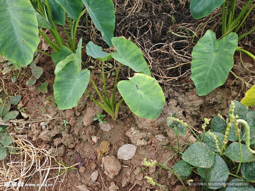 農(nóng)田中的綠色植物幼苗