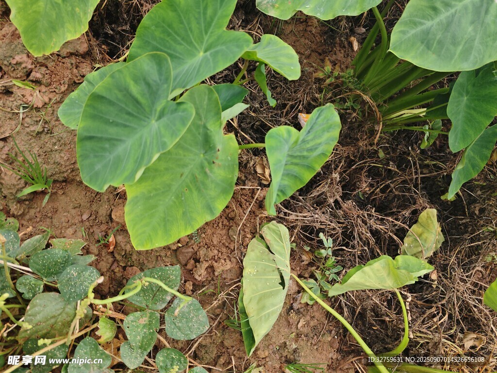 綠葉植物生長于泥土間