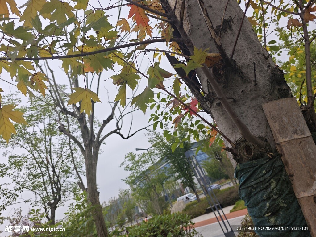 秋日公園樹木景致