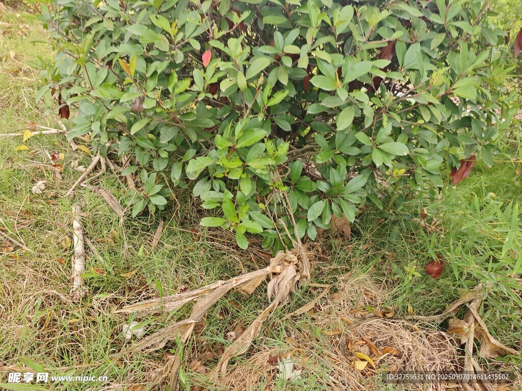 帶根綠植 