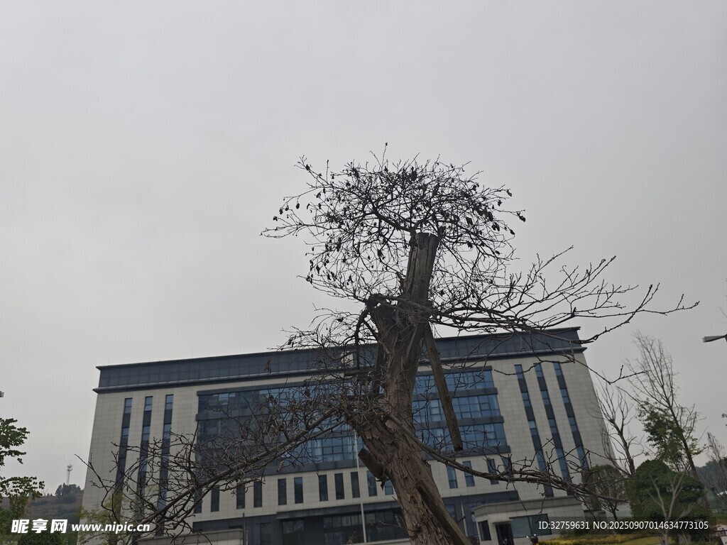 樓前枯樹立于灰白天空下