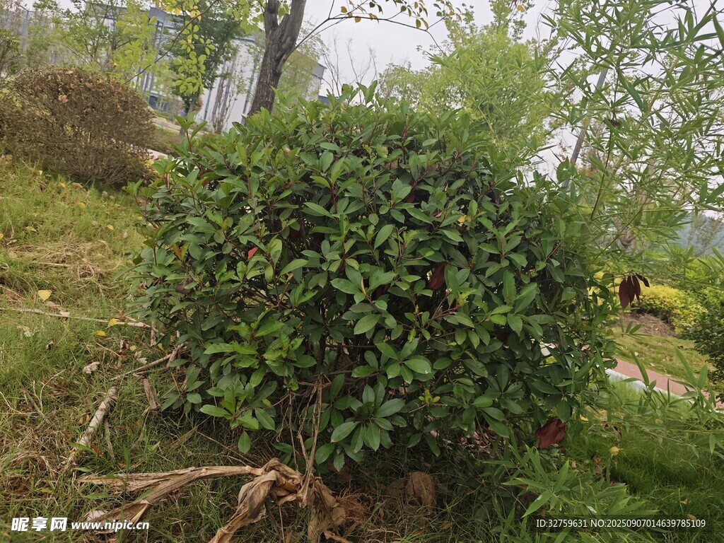 球形綠植民