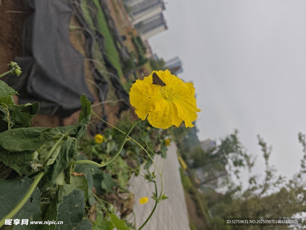 路邊綻放的黃色大花朵