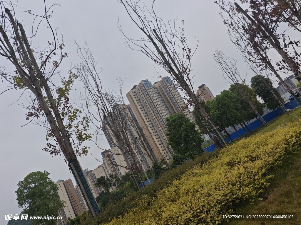 城市中樹(shù)木與高樓景觀