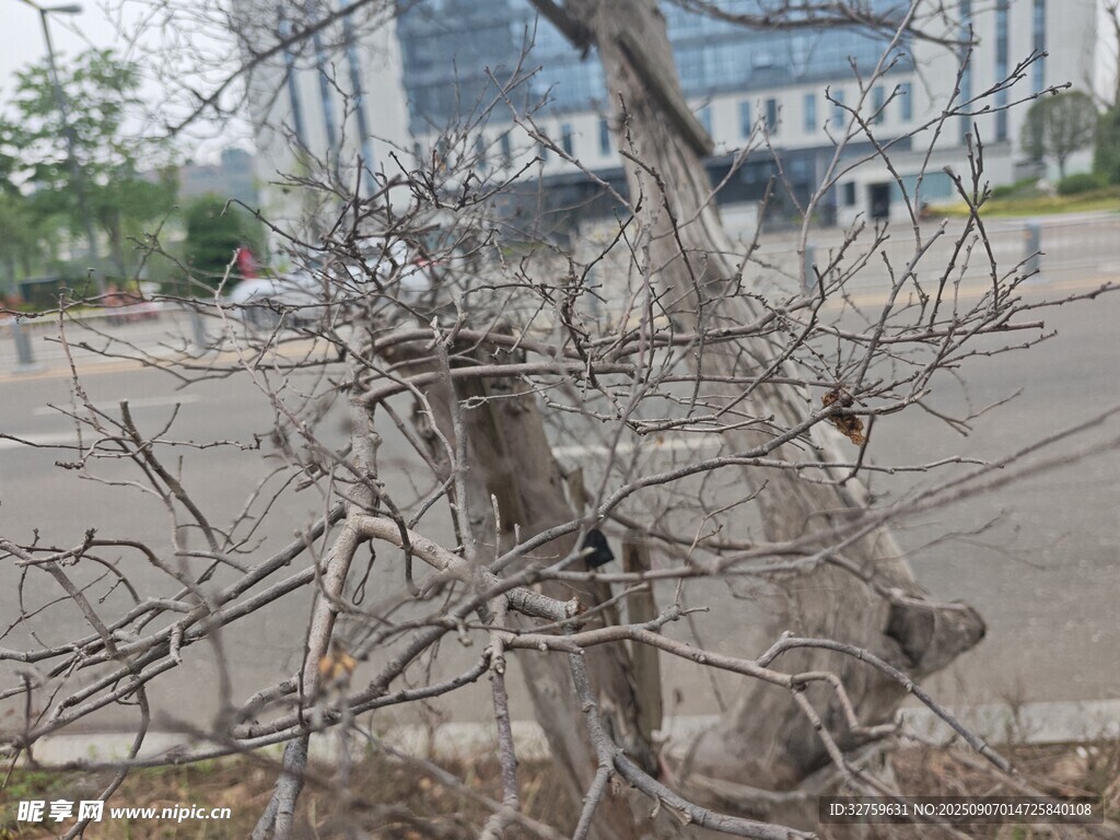 枯樹挺立在空曠場地