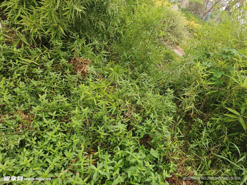 繁茂綠植