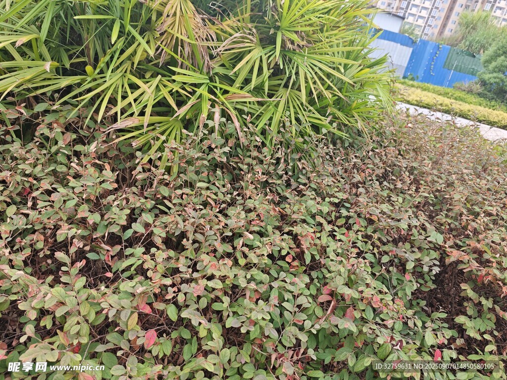 多彩植物景觀