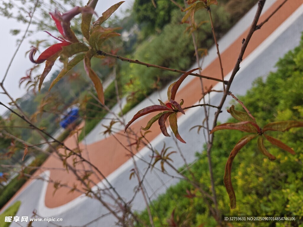 庭院綠植與蜿蜒小徑