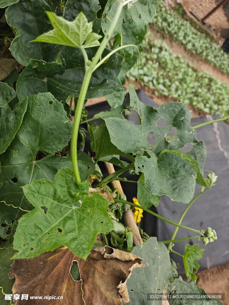 瓜藤上的黃花與綠葉