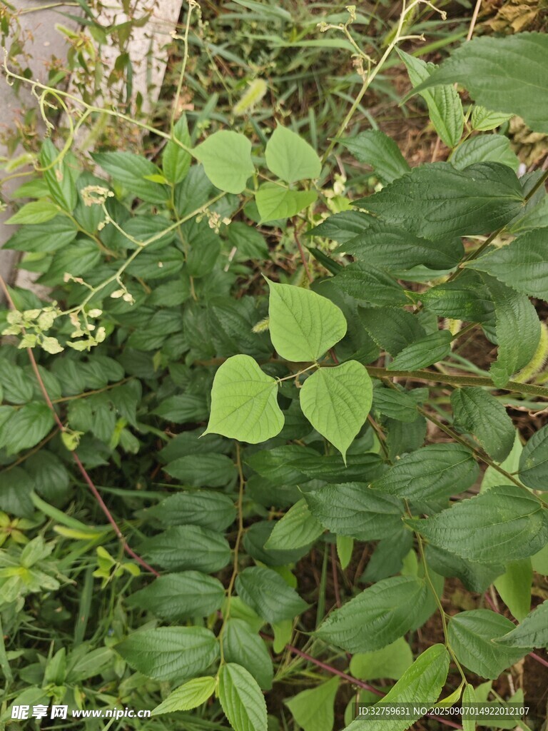 野外叢生的綠色植物