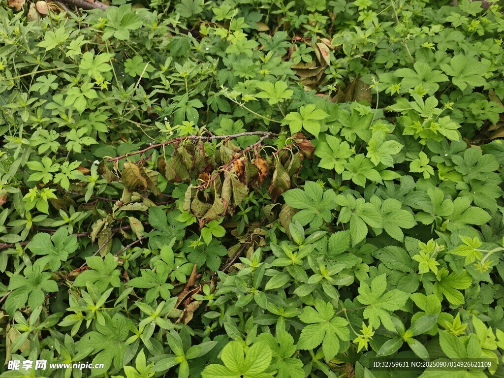翠綠繁茂的地面植物景觀