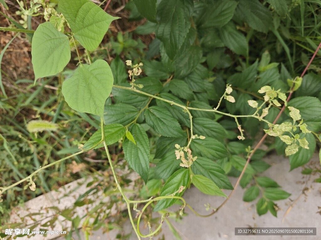 藤蔓植物生長于地面