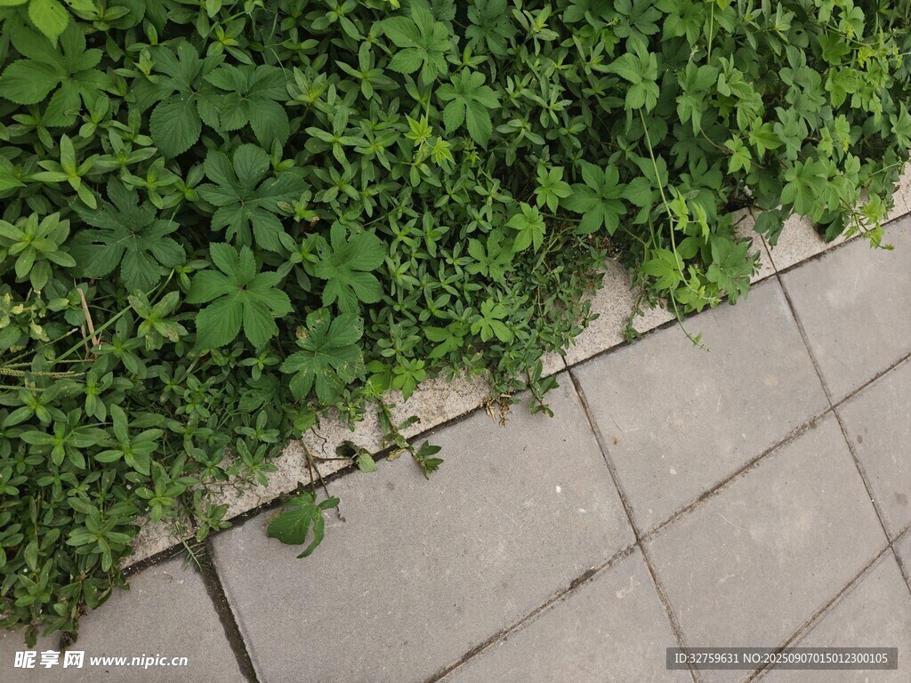 石板旁生長的翠綠三葉草