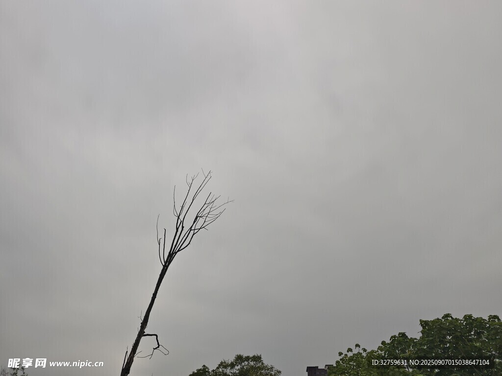 孤樹挺立