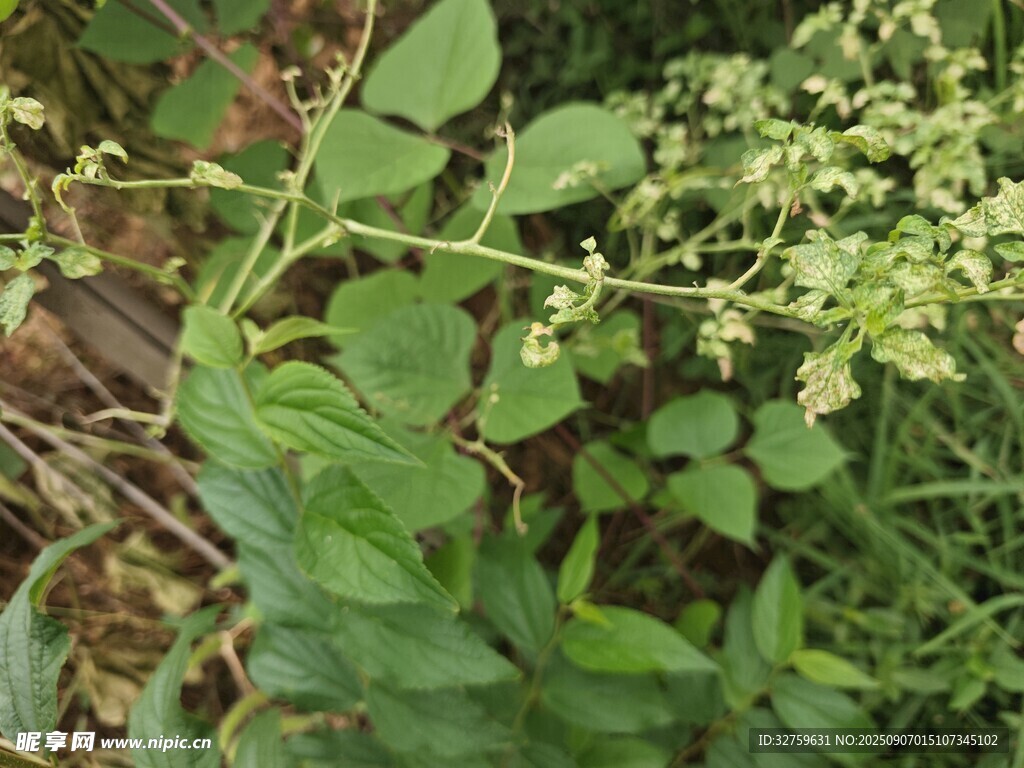 綠葉白花的繁茂植物