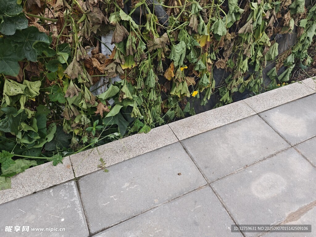 石板路旁的綠植景觀