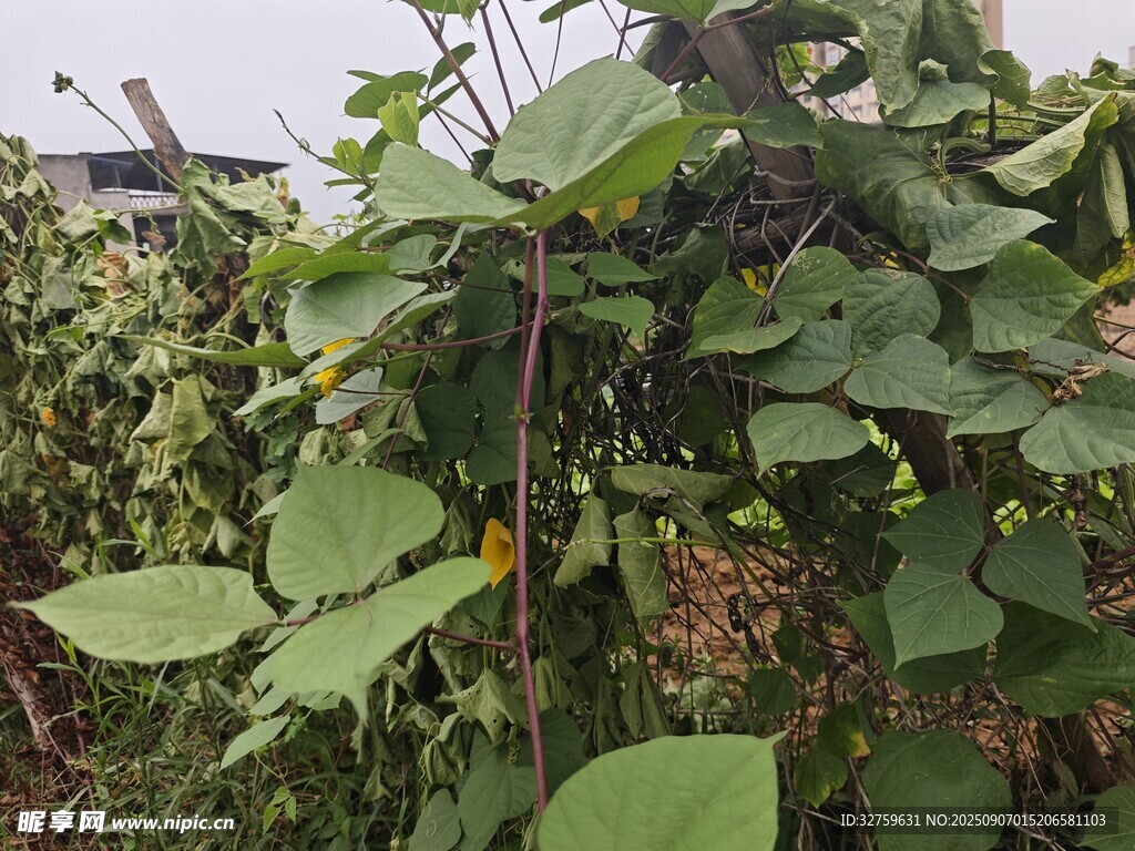 綠葉繁茂的田間植物