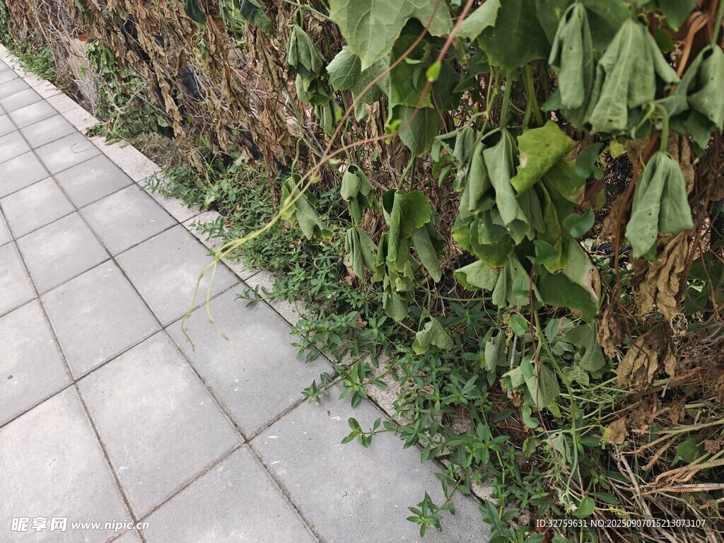 路邊綠植與灰色地磚景觀
