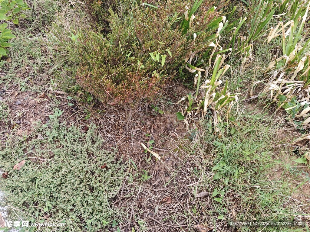 野外草地植物景象