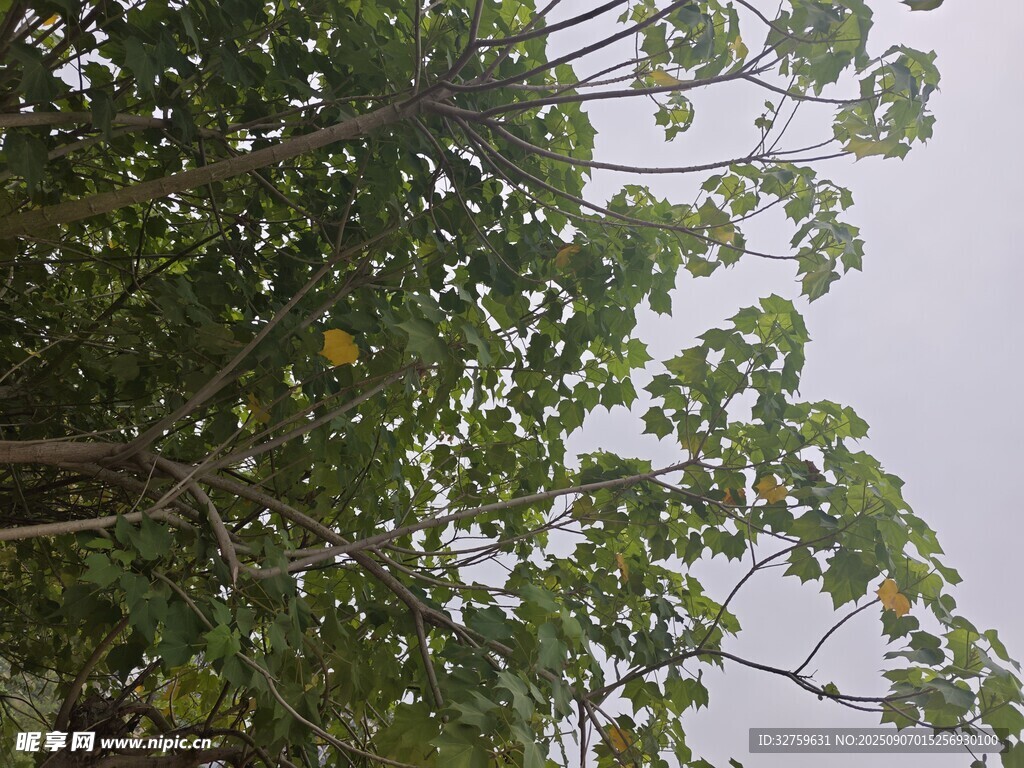 枝葉繁茂的綠樹景觀