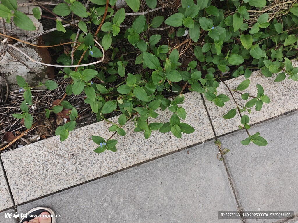 路邊綠植與腳下石板路