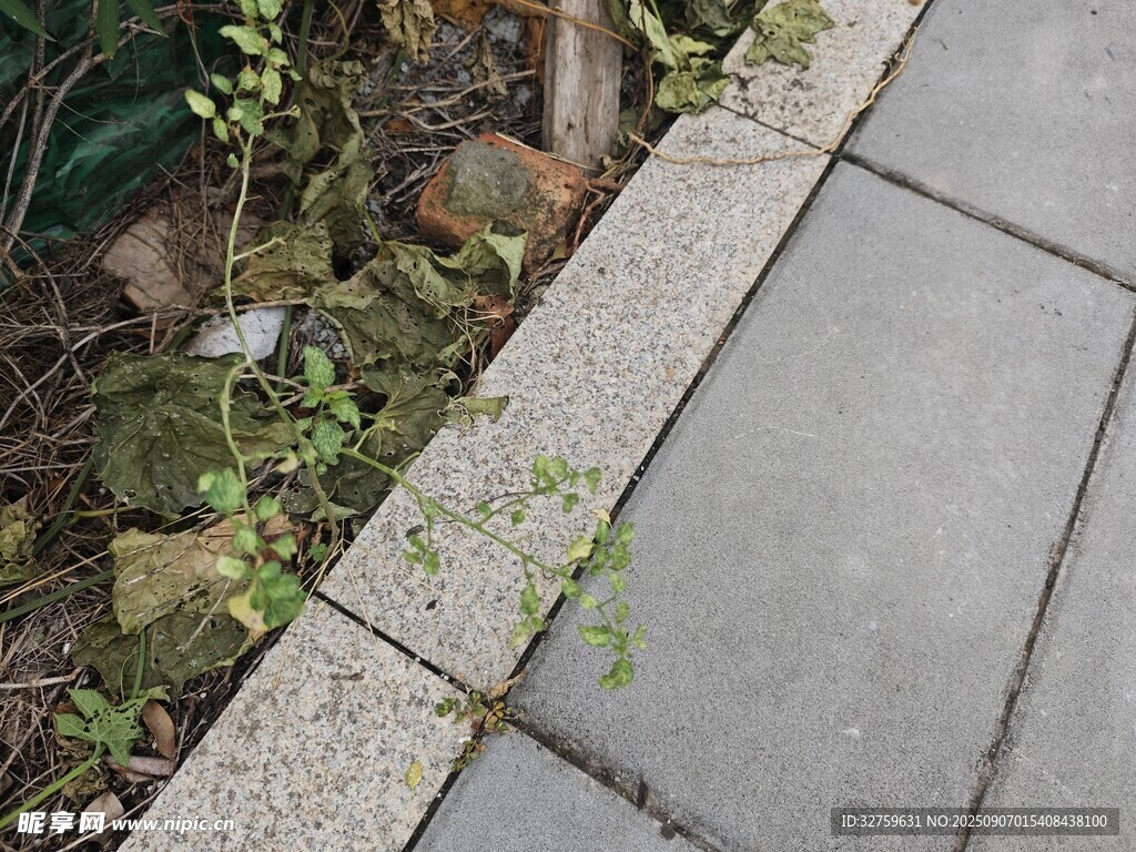 石板路旁的綠植與碎石