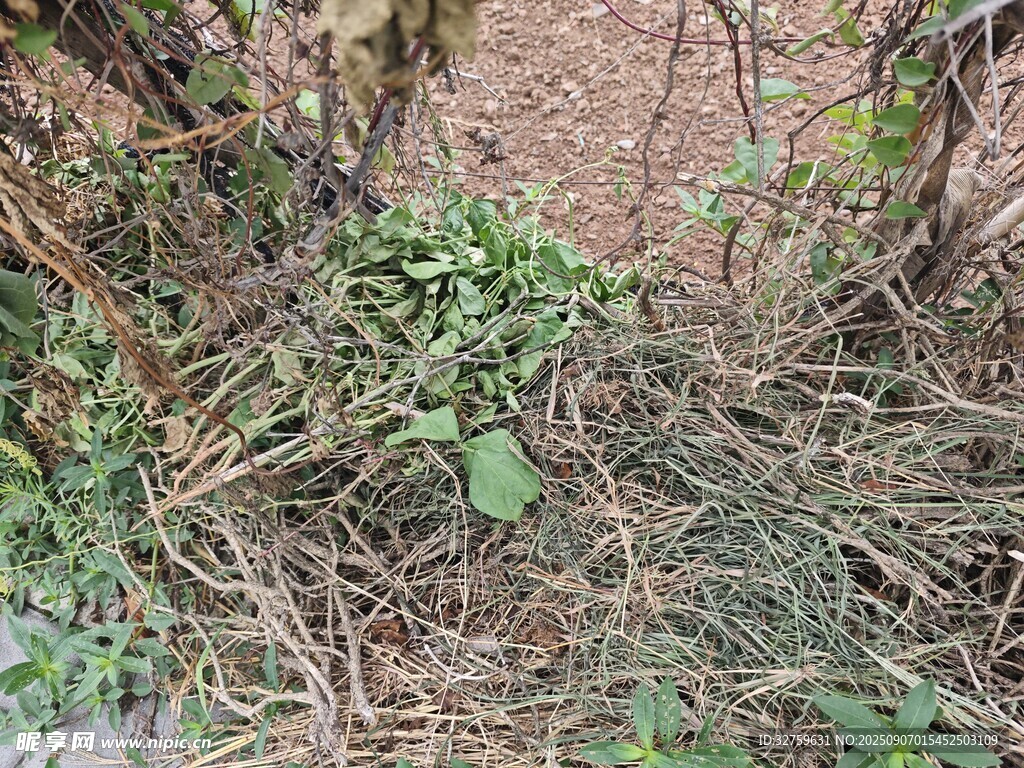 地面雜草與綠植景象