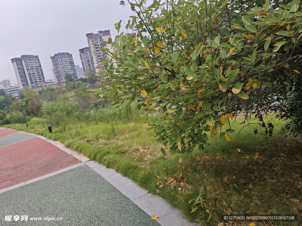 城市公園中的綠植與步道