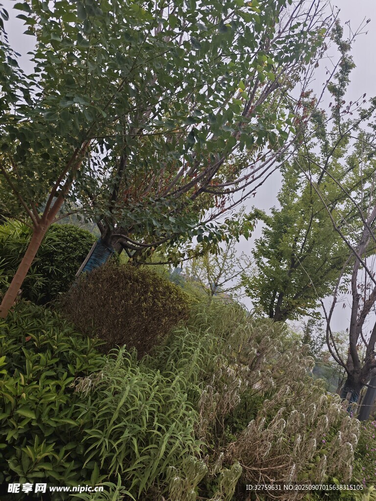 戶外繁茂綠植景觀