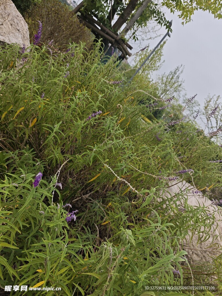 岸邊繁茂綠植與紫色小花