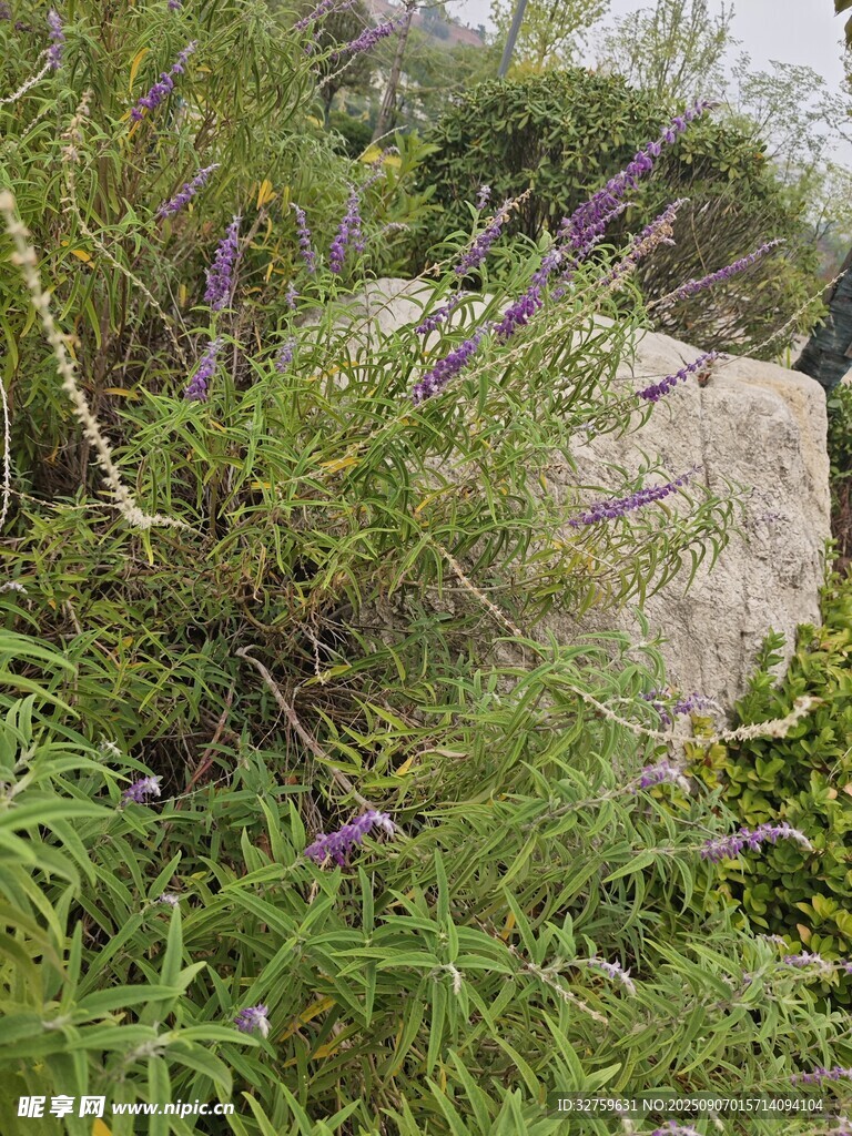 石邊繁茂綠植與紫色小花